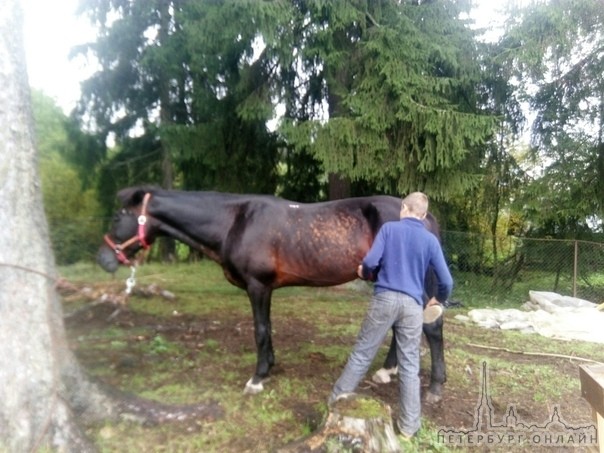 16 сентября днем с пастбища в поселке Семрино, Гатчинского района был украден конь Русский рысак, по...