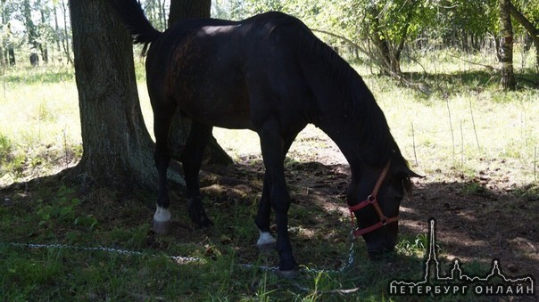 16 сентября днем с пастбища в поселке Семрино, Гатчинского района был украден конь Русский рысак, по...