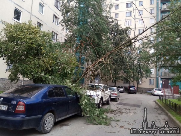 На пр.Королёва 34 упало дерево на автомобиль.