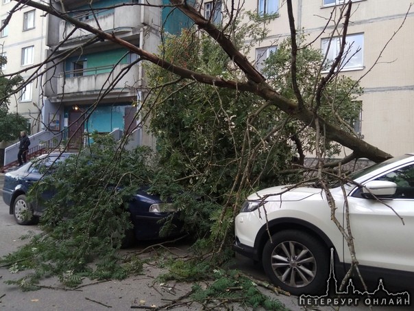 На пр.Королёва 34 упало дерево на автомобиль.