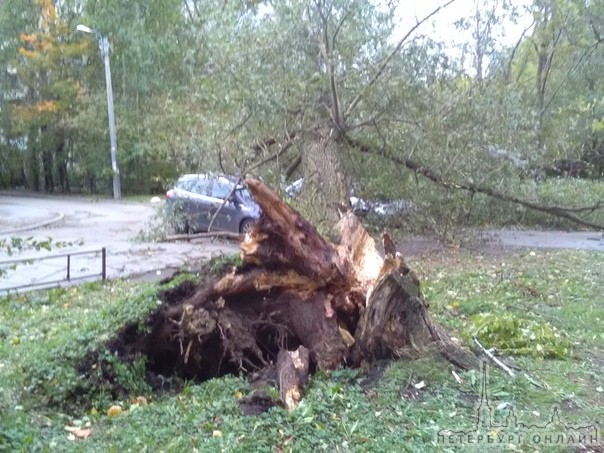 Во дворе дома 16к2 по Бухарестской упало дерево на Фокус и ВАЗ