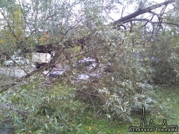 Во дворе дома 16к2 по Бухарестской упало дерево на Фокус и ВАЗ