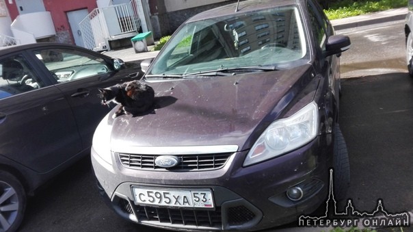 9 октября в Колпино,со двора дома 56 на Тверской улице был угнан автомобиль Ford Focus хетчбэк темно...