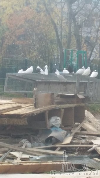 В Выборгском районе вчера сломали голубятню с голубями, птенцов выкидывали на улицу,