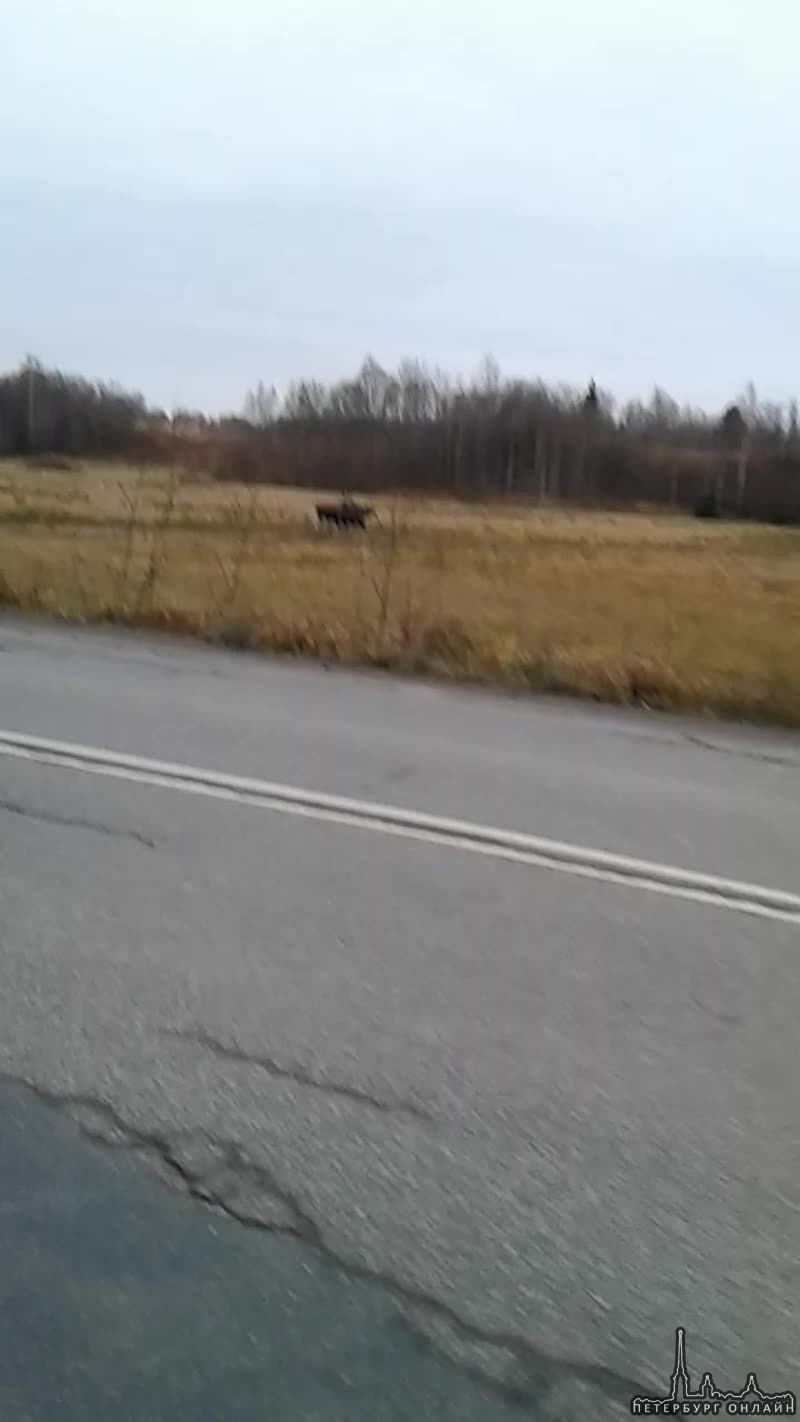 Сегодня были замечены три лося на дороге в Скотном.