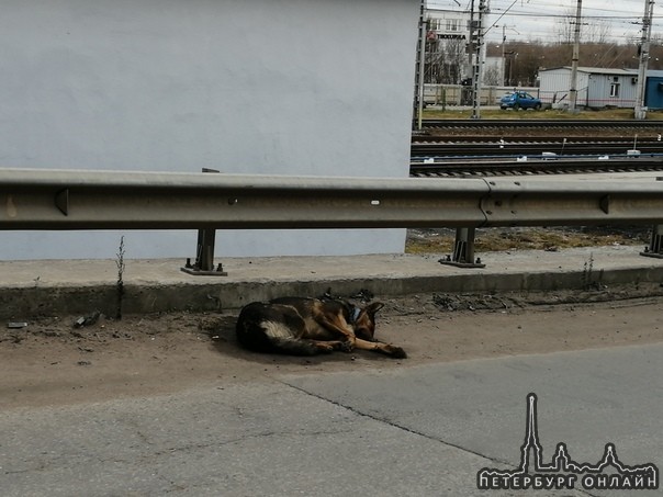 На грибакиных перед ж/д переездом лежит собака с голубым ошейником. Еле дышит.