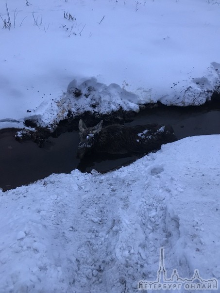 Сбитый живой лось лежит в канаве по пути в Невскую Дубровку.