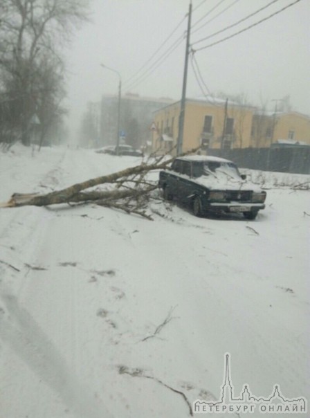 На Ярославском Проспекте дерево прилегло на жигу