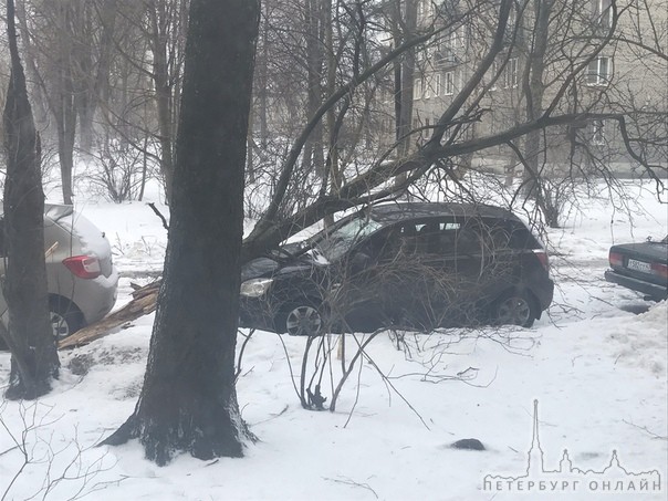 На Елизарова, во дворе, дерево упало на автомобиль