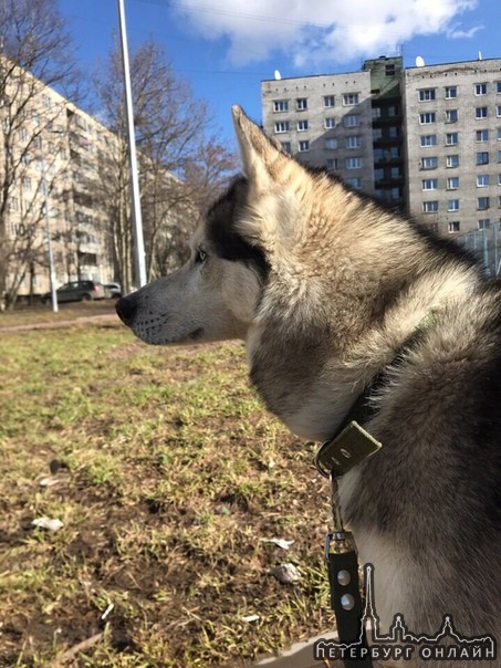 Убежал в районе ст.метро Купчино, около Ярослава Гашека д.2