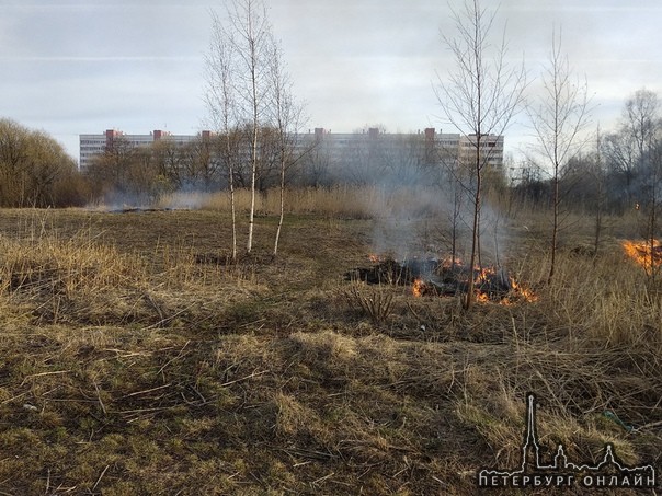Поджог травы на Петергофском шоссе