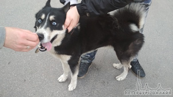 На проспекте Маршала Жукова, возле дома 34 был обнаружен пёс (м). Бегал с 5-6 утра, около часа гулял...