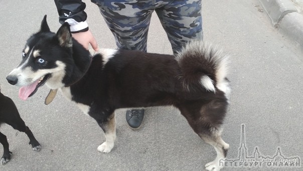 На проспекте Маршала Жукова, возле дома 34 был обнаружен пёс (м). Бегал с 5-6 утра, около часа гулял...