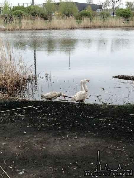 На озеро Долгое мужчина привез домашних гусей и оставил( Один уже начал хромать!
