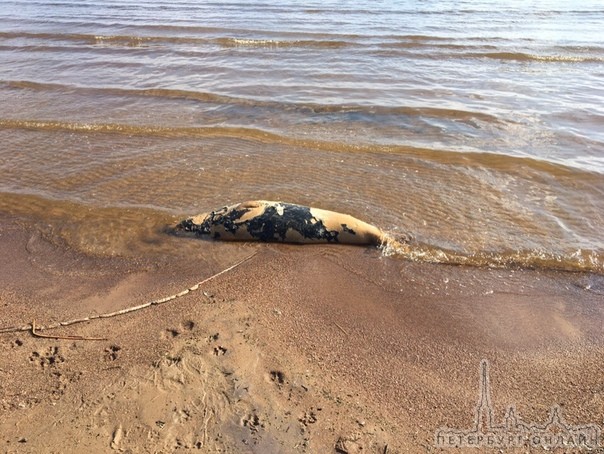 На пляже в Репино лежит мёртвый тюлень. Сразу не понял, думал мешок какой-то. Люди гуляют рядом. Куд...