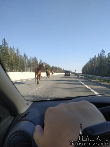 Приозерское шоссе, км 20-30 до СПб, в сторону города. По дороге бегут лошади.