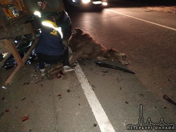 На Мурманском шоссе авария в районе Синявино сбили лосяша. Еще пострадали 2 фуры, газель и skoda окт...