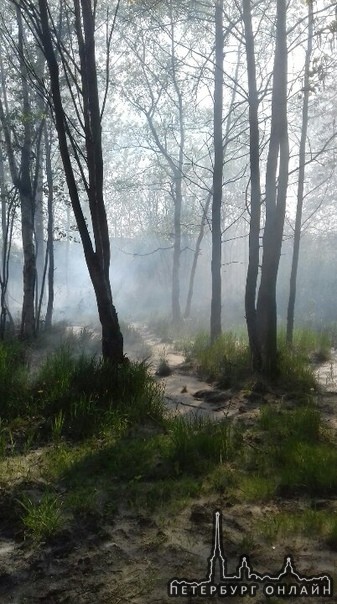 Возгорание в парке Сосновая поляна на ул. Летчика Пилютова.