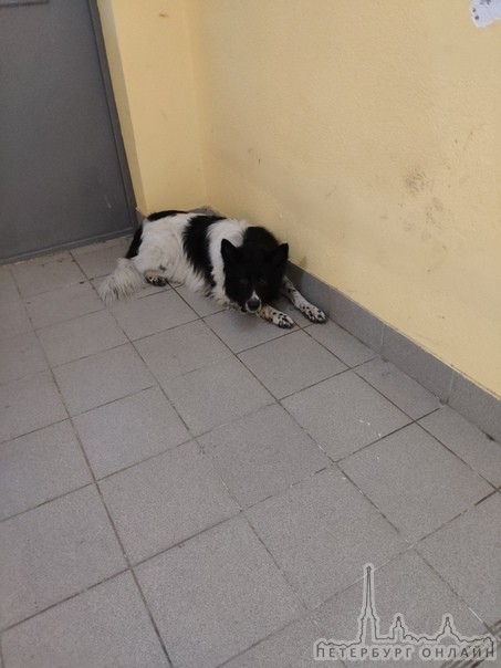 Найдена собака на улице маршала Казакова 68/1 на собаке ошейник и намордник.