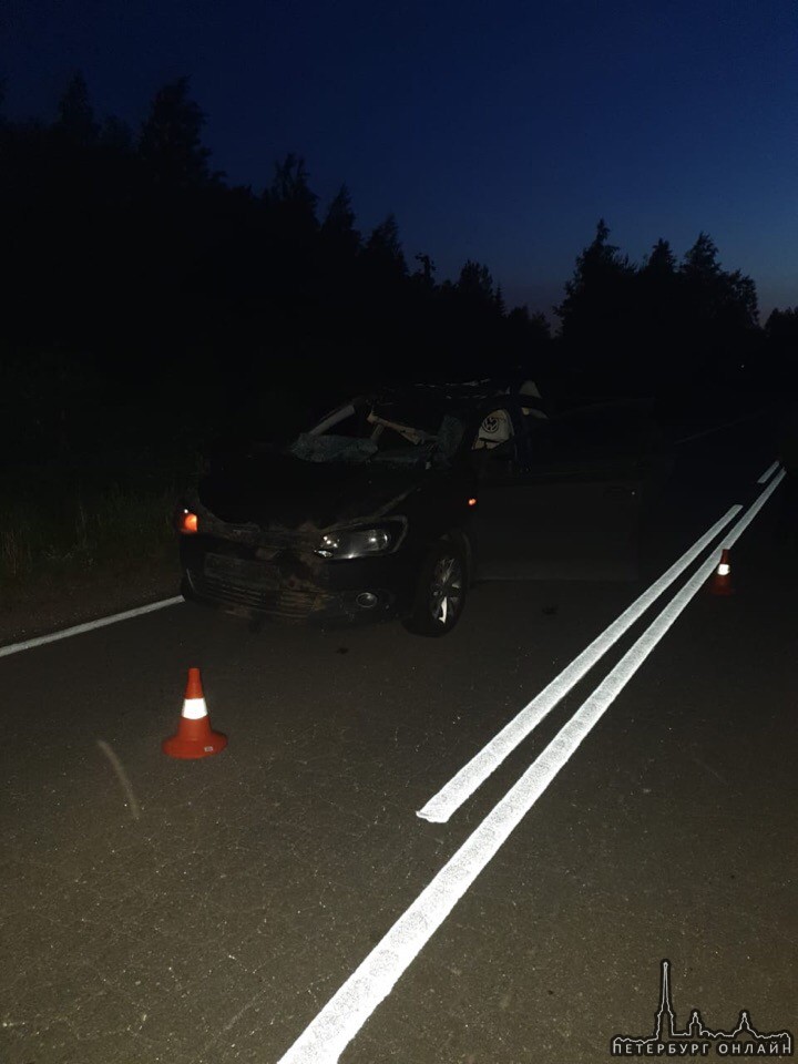 Под Киришами Поло сбил лося, животное и пассажир погибли Как сообщает отдел Пропаганды УГИБДД: в ...