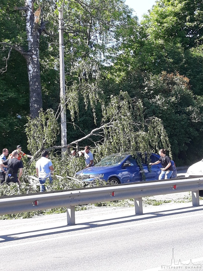Ветка дерева упала на едущую машину в Парголове. 14:45. Попутчики остановились, дерево оттащили. Авт...