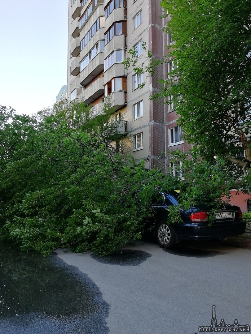 На Камышовой улице у дома 34 упало дерево. Для кого-то выходные начнутся с плохих новостей.