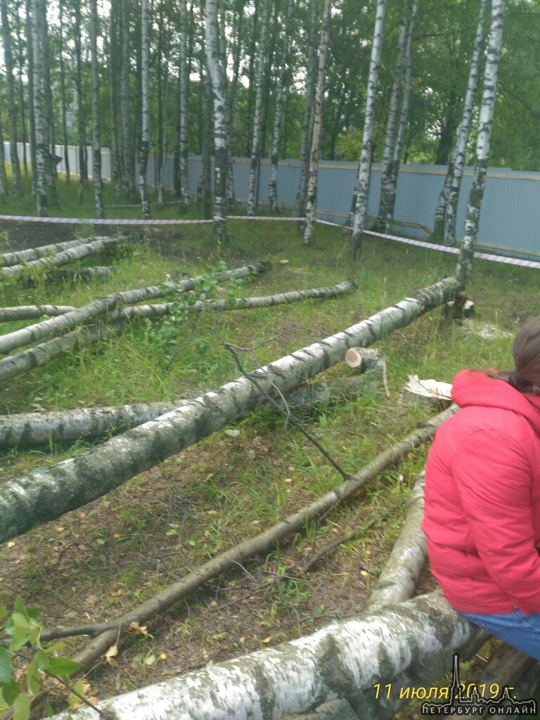 В Муринском парке началась вырубка деревьев под застройку спорткомплекса «Нова Арена». Часть Муринск...