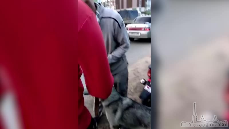 В Янино очевидцы увидели мужчину на мопеде, который привязал к транспортному средству Хаски и тащил ...