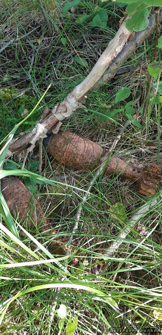 Нашли мины в лесу на Волхонском шоссе перед Южным кладбищем Что делать?