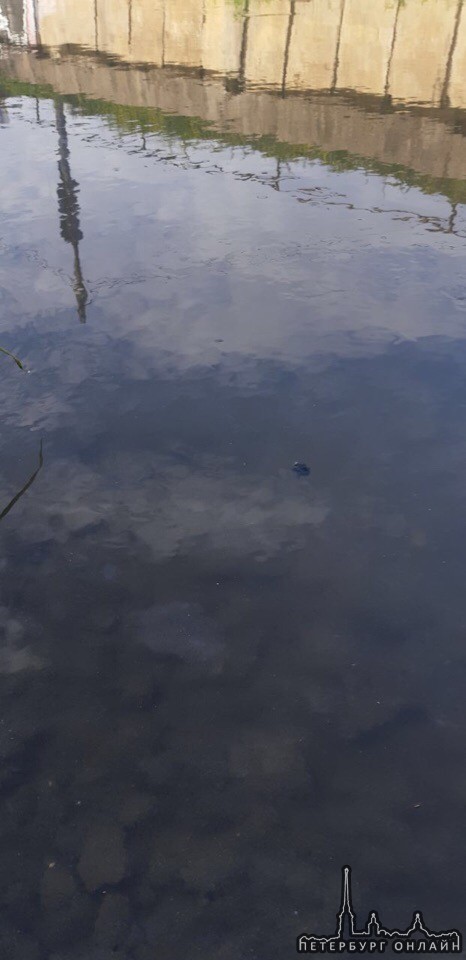 По речке Волковке в Купчино плывут нефтепродуты