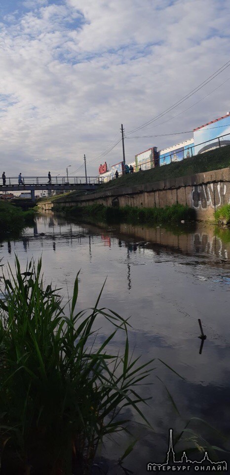 По речке Волковке в Купчино плывут нефтепродуты