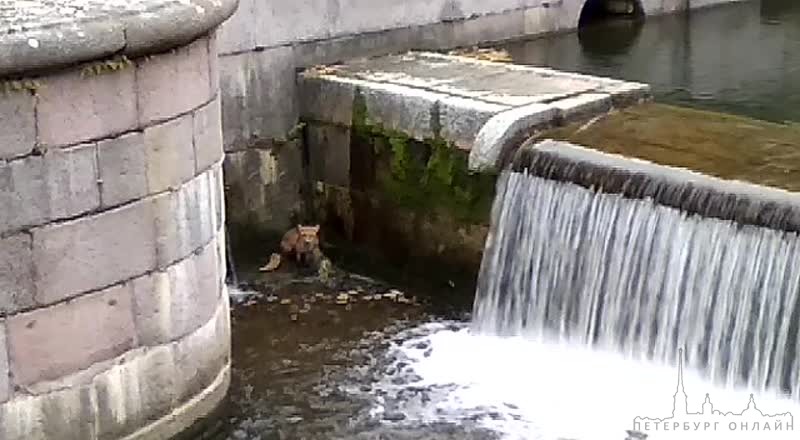 Спасли местную лису в Петергофе, бедняга свалилась в фонтан, охотясь за уткой
