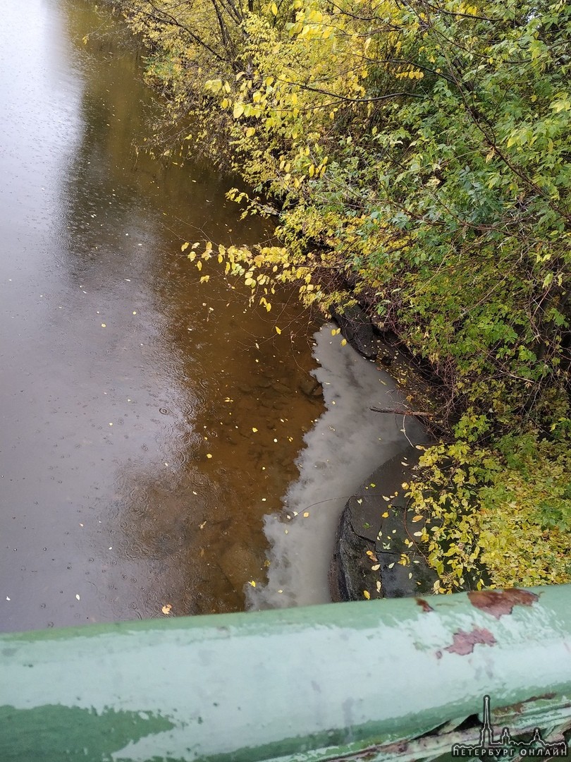 Около Барочного моста В воду, где обитают утки, от бизнес-центра сливаются нечистоты. Кто за этим с...