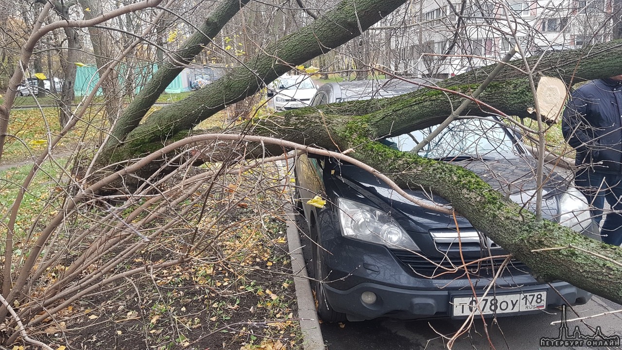 На Светлановском проспекте 91 упало дерево на машины. Люди не пострадали.