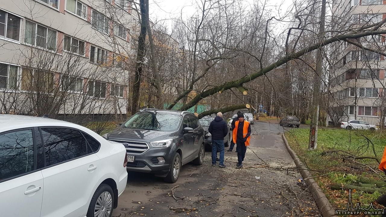 На Светлановском проспекте 91 упало дерево на машины. Люди не пострадали.