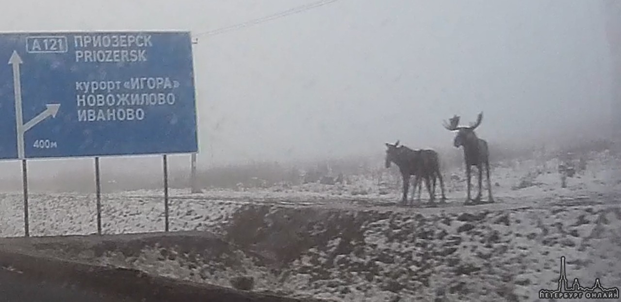 Семья лосей в тумане на Новоприозерском ш. Два крупных и лосёнок (видно только ноги) Ответ: Это ста...