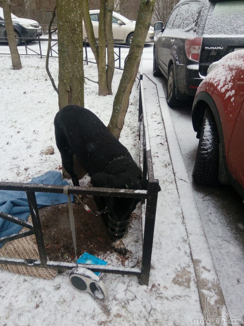 Кто-то привязал вчера вечером собаку во дворе Планерная улица 71. Собака голодная, замёрзла, но не п...