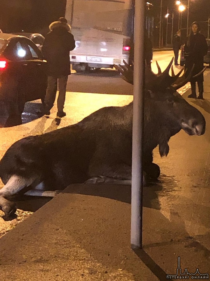 Сбили лося на Ивинской улице в Юнтолово