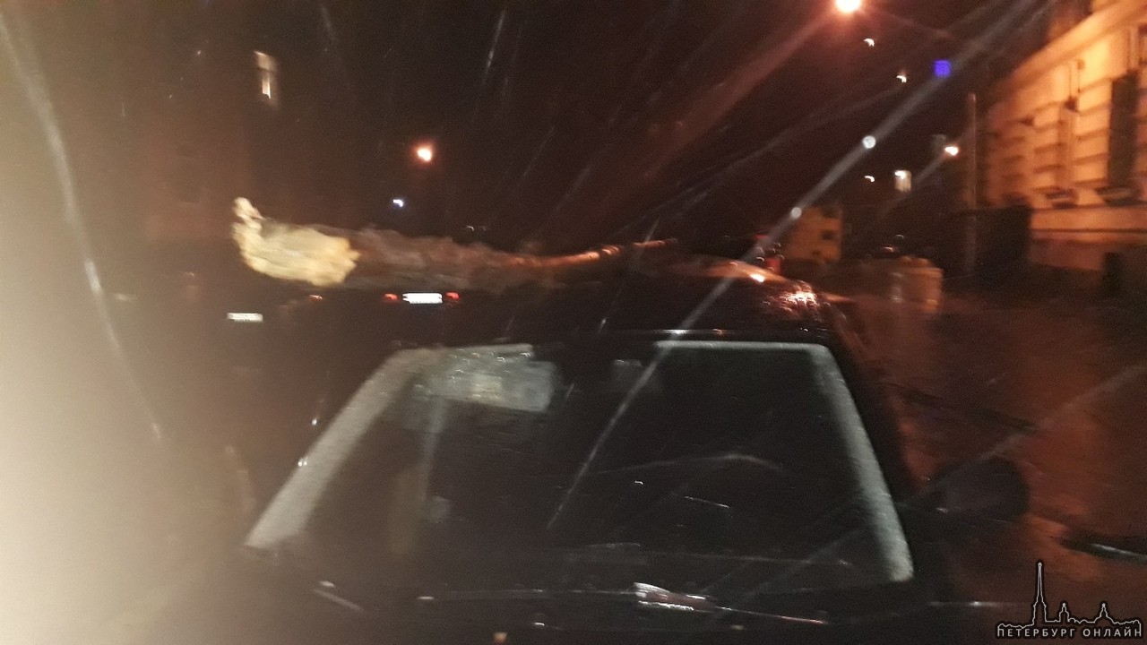 На Седова 86 дерево упало на машины