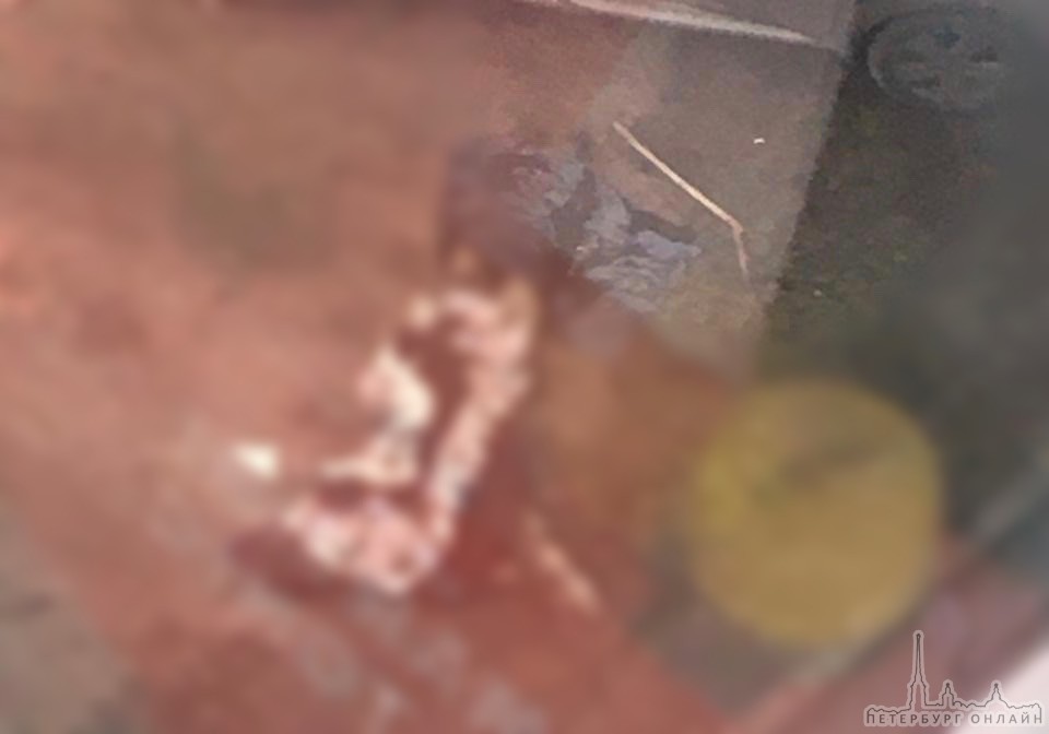 Сегодня был обнаружен труп в подвале дома по адресу проспект Обуховской обороны д 217. Жильцы дома б...