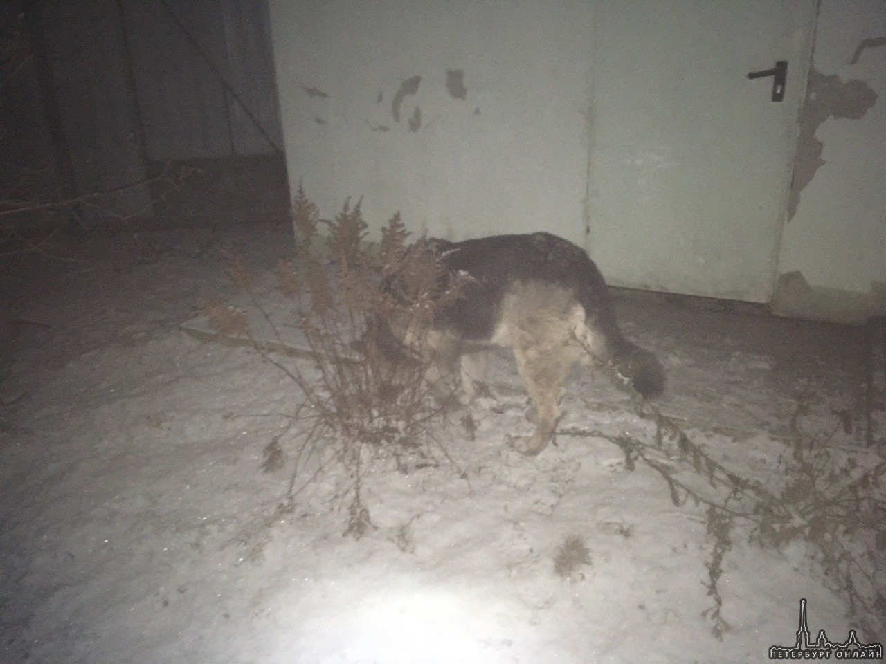 01 января в 06:31 поступило сообщение о том, что в деревне Васкелово собака застряла в вентиляционно...