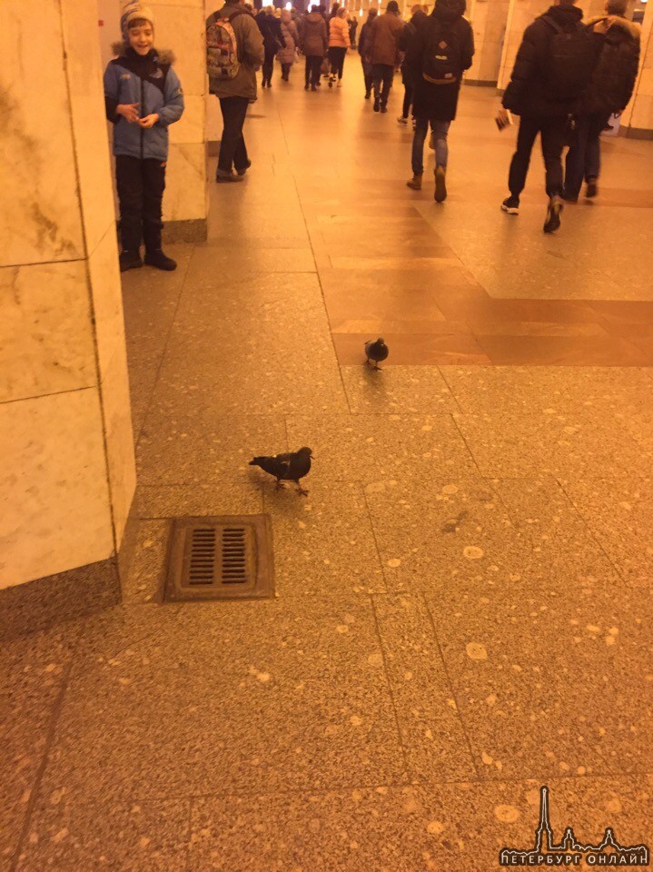На станции метро Александра Невского уже как минимум с четверга летают два голубя! Птицы в западне и...