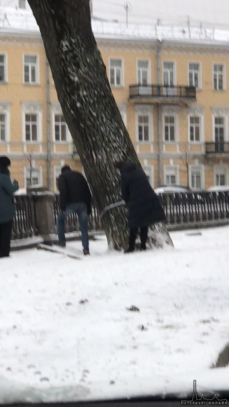 Что-то непонятное делают с деревьями которые признали здоровыми. Набережная канала Грибоедова 119/12...