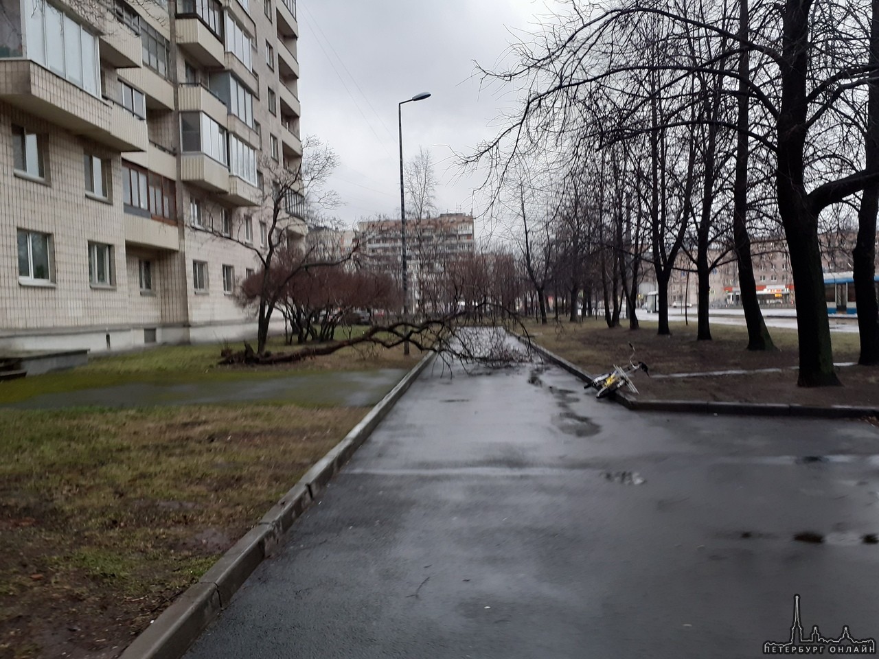 Ветер повалил дерево на Нахимова 3к1.