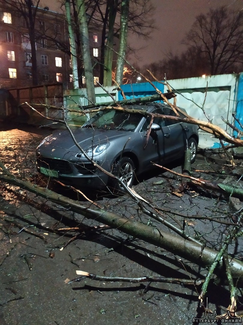 У Ярославских бань на Удельной на Porshe упало дерево.