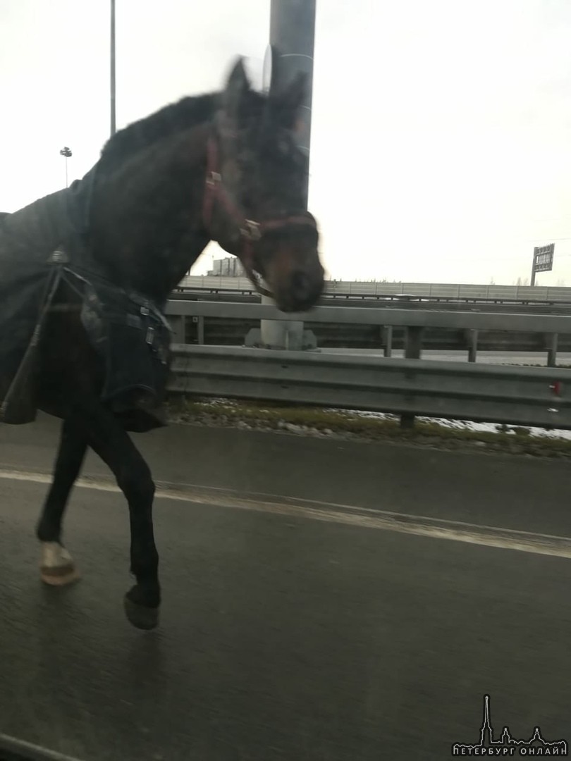 Одна лошадиная сила двигается по проезжей части КАД, где съезд на Новоселье.