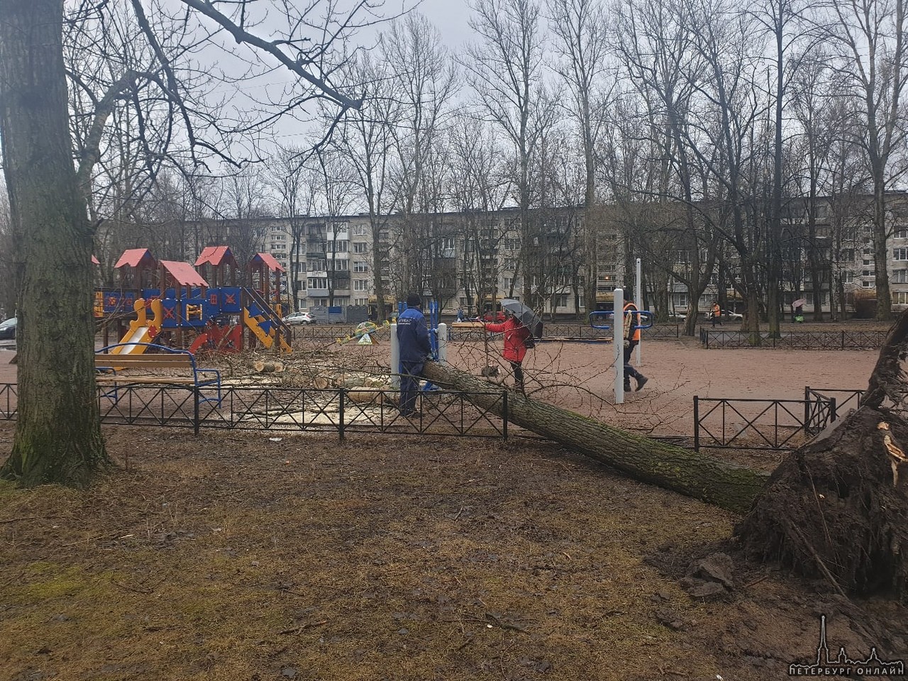 Дерево упало четко на детскую площадку. Несмотря на предупреждение, сделанное по телефону ЖКС 1 Фрун...