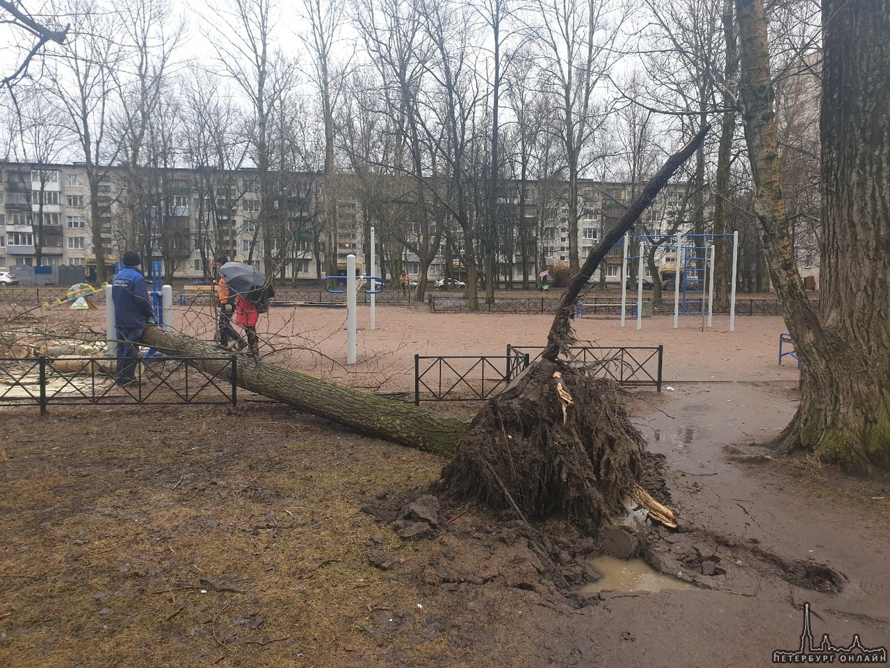 Дерево упало четко на детскую площадку. Несмотря на предупреждение, сделанное по телефону ЖКС 1 Фрун...