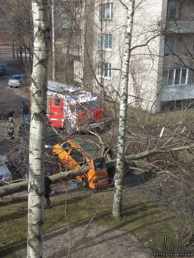 Во дворе дома 7к2 по улице Вавиловых упало дерево и раздавило припаркованный микроавтобус.