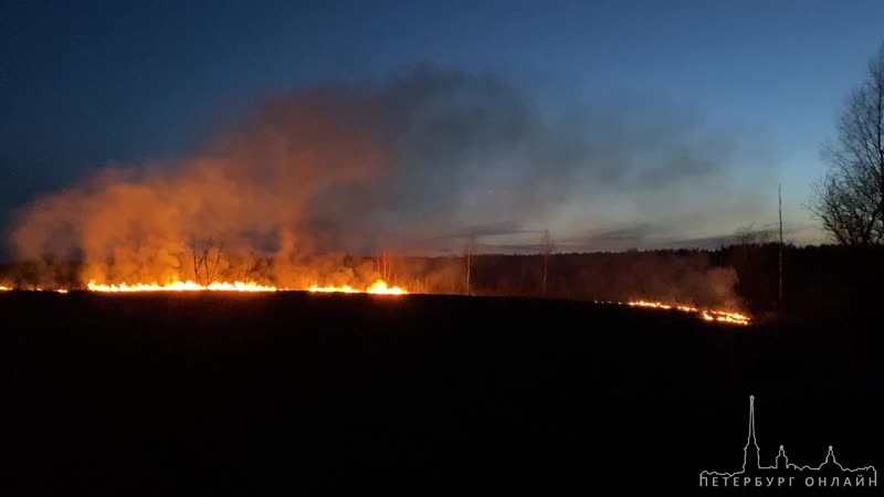 Около деревни Куровицы Гатчинского района горит трава, службам позвонили.